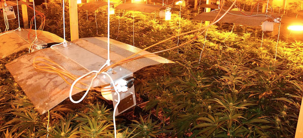 Plantación de marihuana interceptada