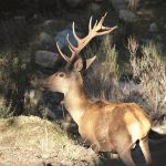 Jaén celebra el Día Mundial del Turismo con la magia de la berrea en Cazorla, Segura y Las Villas