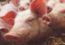 Recogidas más de 1.300 firmas para detener la instalación de una macrogranja porcina en Solera